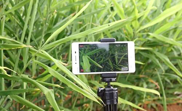 Gov’t officials use livestreaming to help farmers sell products