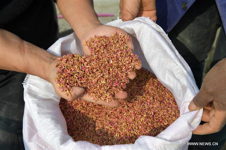 Local farmers busy with spring farming in Nanchang