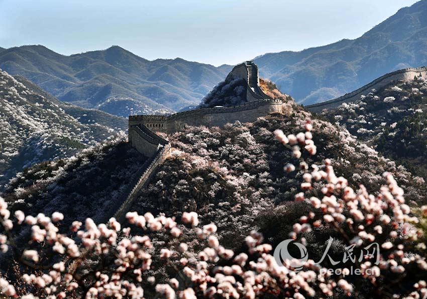 Flowers bloom at Shuiguan Great Wall as spring arrives