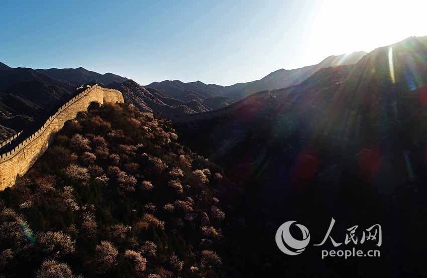 Flowers bloom at Shuiguan Great Wall as spring arrives
