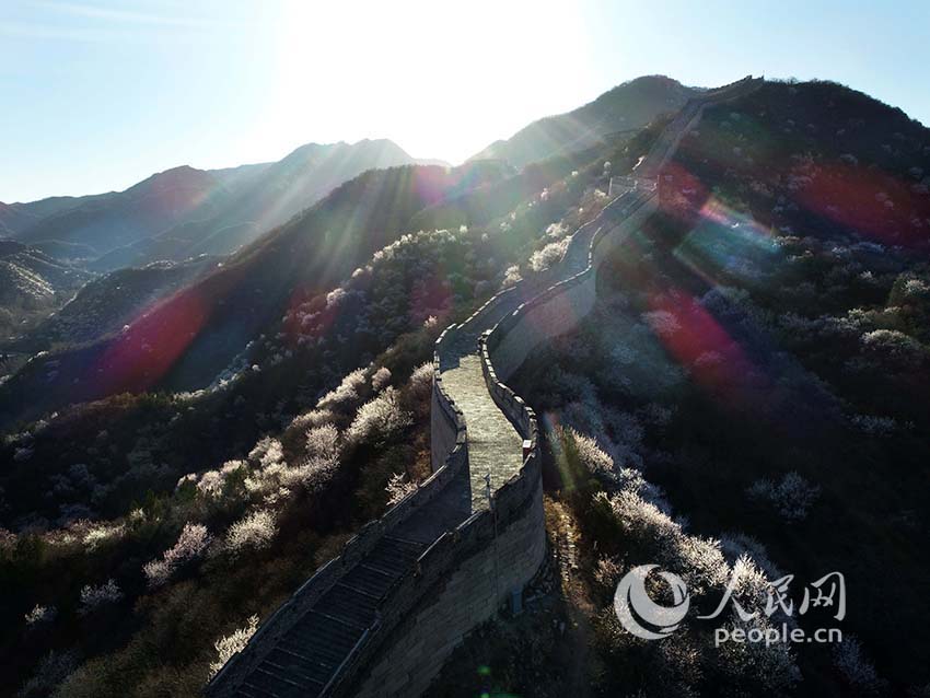 Flowers bloom at Shuiguan Great Wall as spring arrives