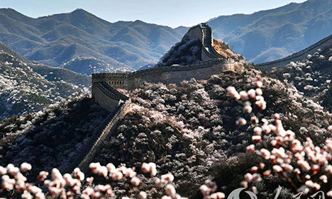 Flowers bloom at Shuiguan Great Wall as spring arrives