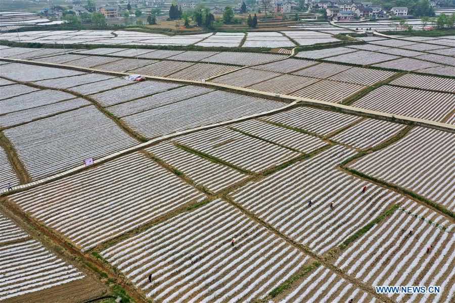 Agricultural production resumed in Guizhou