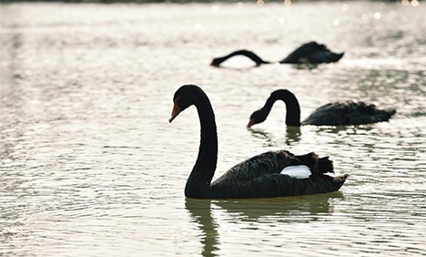 Spring scenery of Nanning Garden Expo Park