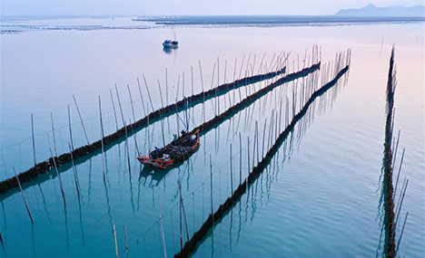 Kelp enters harvest season in Xiapu, Fujian
