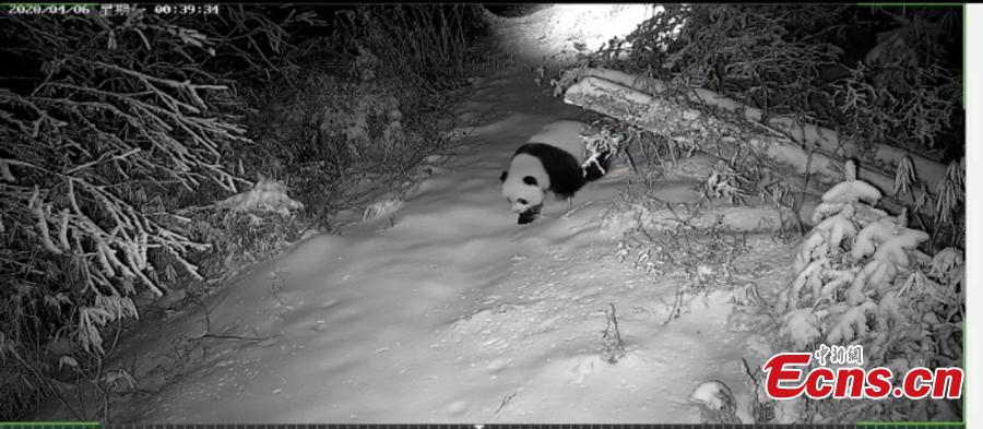 Injured wild panda captured by infrared camera in NW China