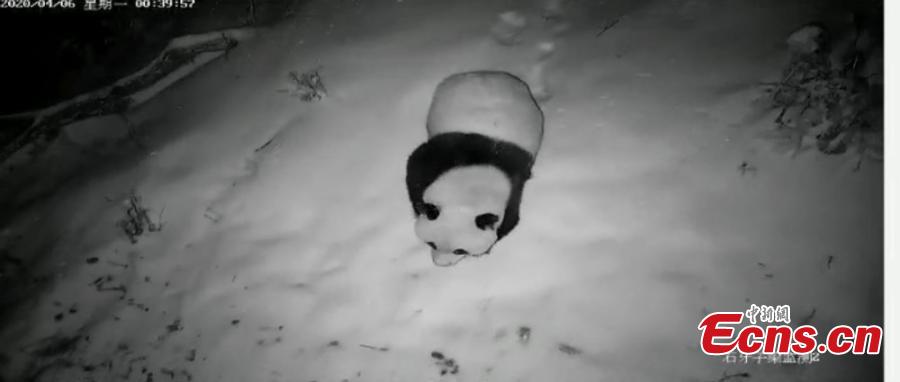 Injured wild panda captured by infrared camera in NW China