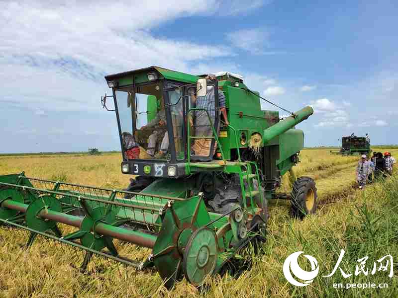 Rice planting project helps Mozambique ensure food supply amid epidemic