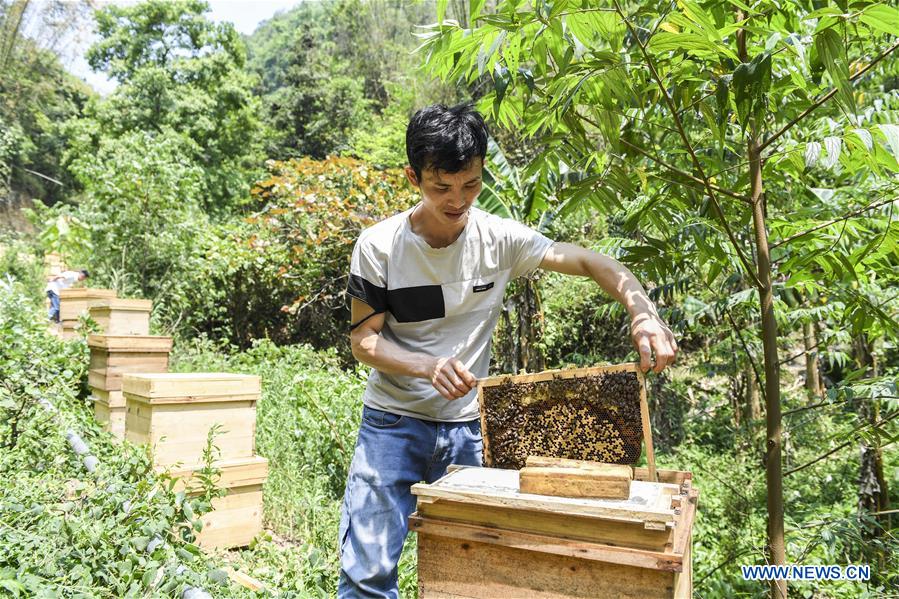 CHINA-GUANGXI-LEYE-BEEKEEPING-POVERTY ALLEVIATION (CN)