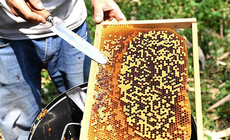 Beekeeping project helps alleviate poverty in S China's Baini Village