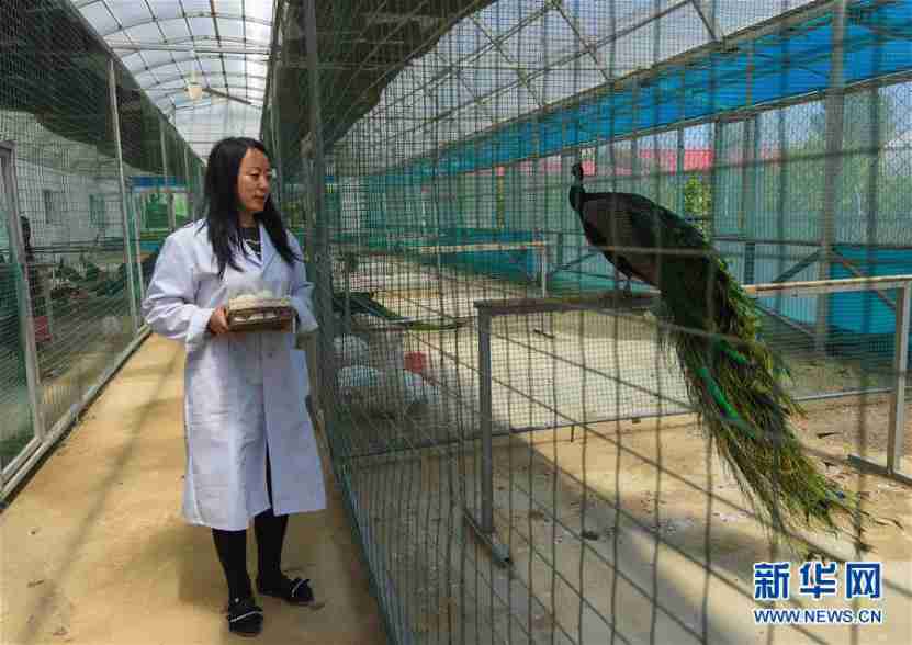 How N China’s Inner Mongolia lifts all county-level regions out of poverty