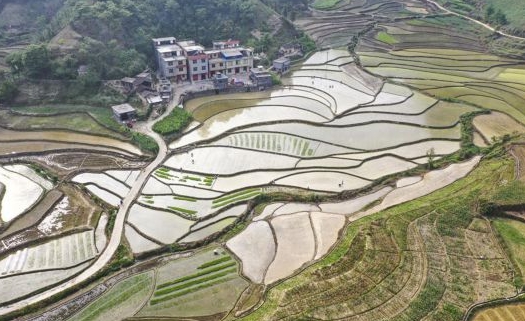 Farmers work in rice fields in Guangxi 