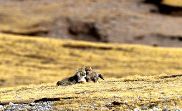 Family time: Adorable Tibetan fox cub plays with Mom