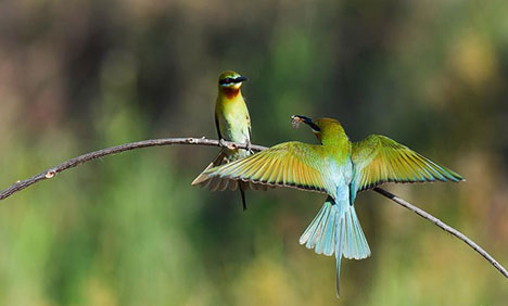 In pics: bee eaters in Haikou, Hainan