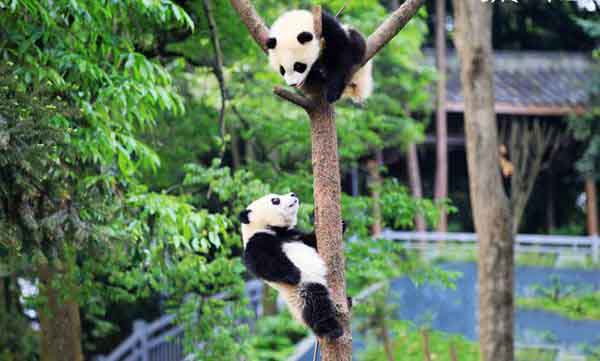 Wild panda spotted in southwest China