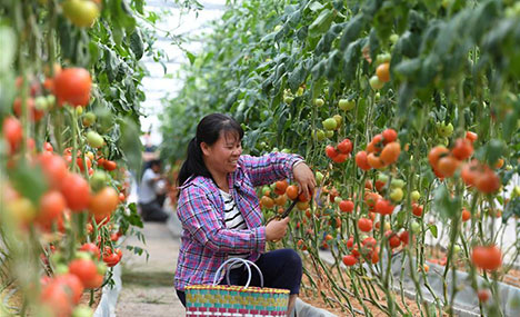 Autonomous county develops collective economies to improve income