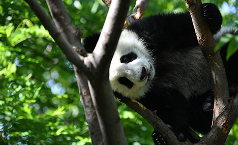 Giant pandas in NW China’s Shaanxi