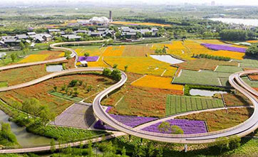 In pics: flower fields at San Tai Mountain Forest Park in Suqian City, Jiangsu