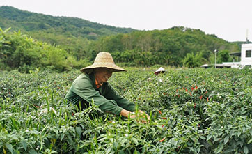 S China’s Hainan dispatches sci-tech experts to countryside to lift agricultural production