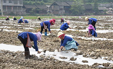 Guizhou’s Rongjiang county revives thanks to farmland renovation