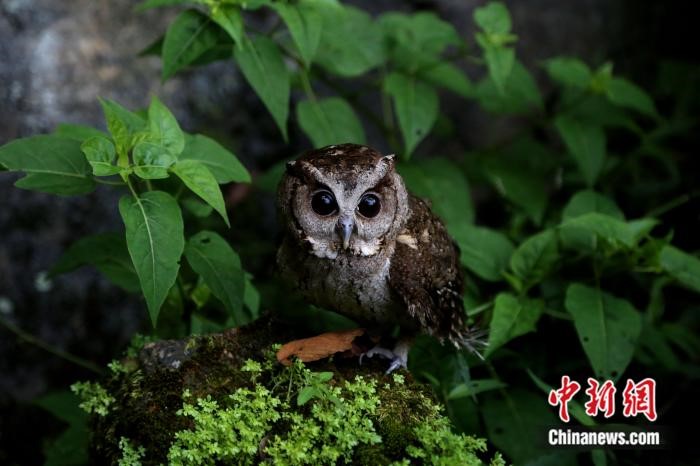 ‘Paradise of birds’ in SE China’s Fujian