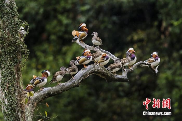 ‘Paradise of birds’ in SE China’s Fujian