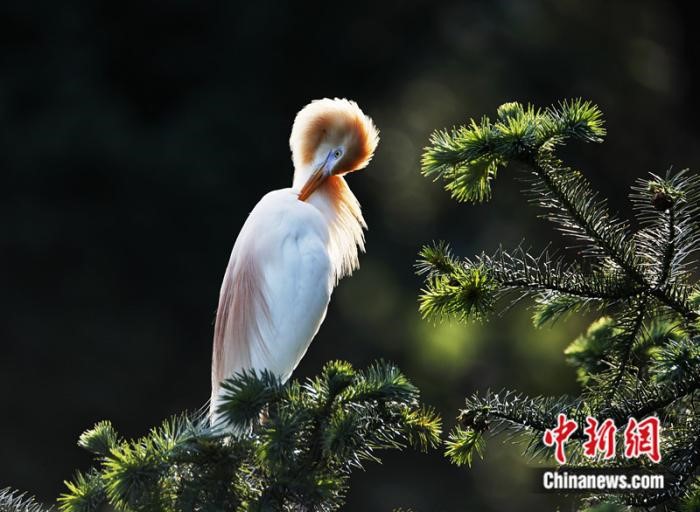 ‘Paradise of birds’ in SE China’s Fujian