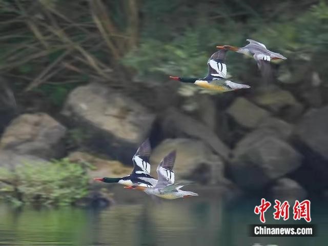 ‘Paradise of birds’ in SE China’s Fujian