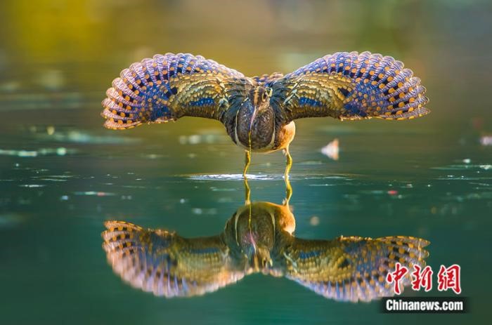 ‘Paradise of birds’ in SE China’s Fujian