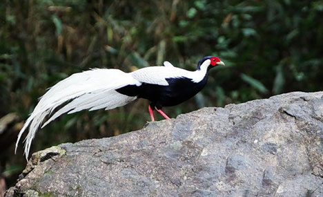 ‘Paradise of birds’ in SE China’s Fujian