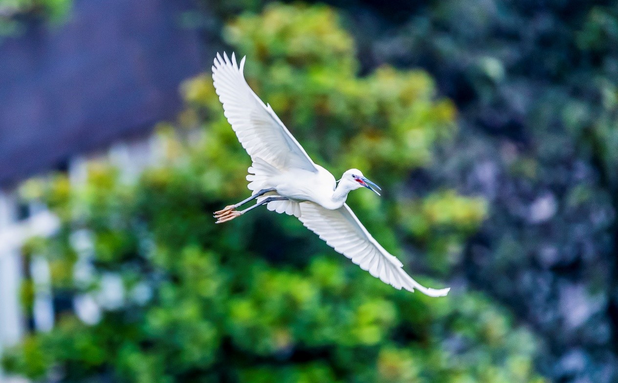 China’s Dabieshan Mountain becomes bird paradise thanks to efforts of ecological protection