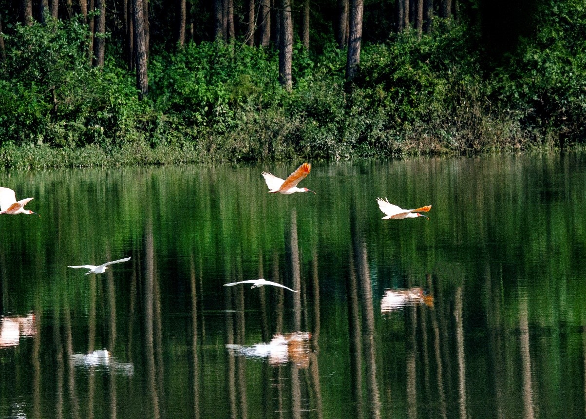 China’s Dabieshan Mountain becomes bird paradise thanks to efforts of ecological protection