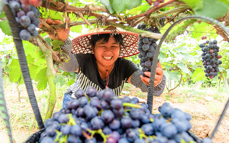 Grape harvest helps alleviate poverty in Guangxi