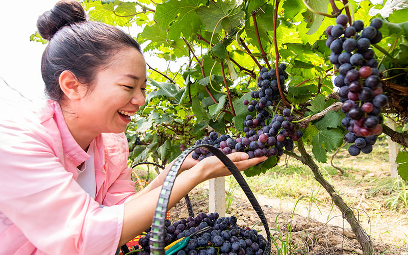 Grape harvest helps alleviate poverty in Guangxi