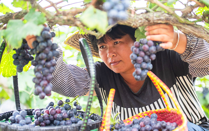 Grape harvest helps alleviate poverty in Guangxi