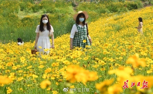 Wuhan park’s Golden-mane coreopsis becomes online hit