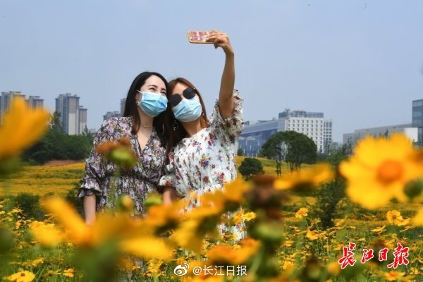 Wuhan park’s Golden-mane coreopsis becomes online hit
