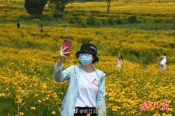 Wuhan park’s Golden-mane coreopsis becomes online hit