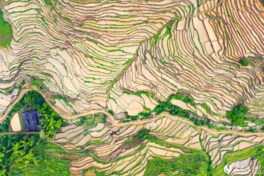 Picturesque terraced paddy fields in SE China’s Fujian