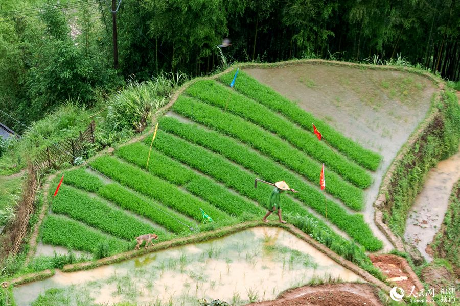 Picturesque terraced paddy fields in SE China’s Fujian