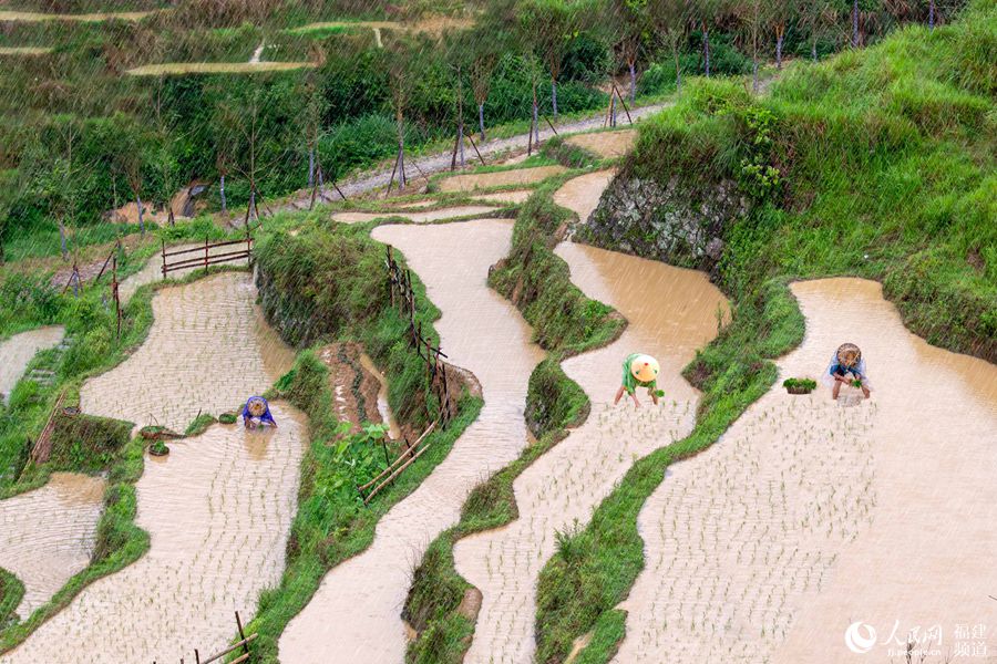 Picturesque terraced paddy fields in SE China’s Fujian