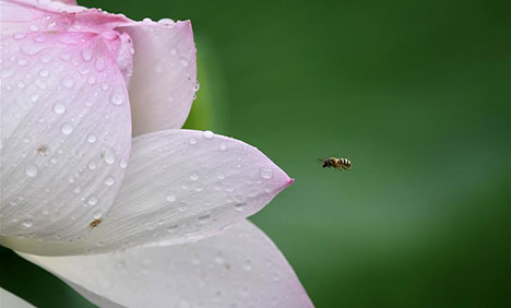 In pics: lotus flowers at Jinshan Park in Fuzhou