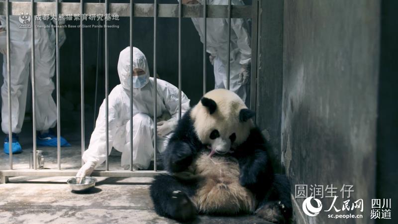 Two pandas born in Chengdu
