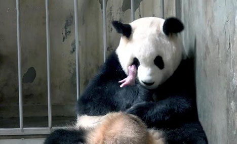 Two pandas born in Chengdu