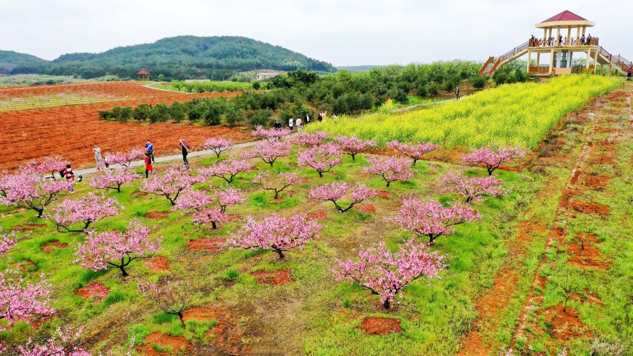 Eco-friendly peach orchards in E China’s Jiangsu province become money-spinner