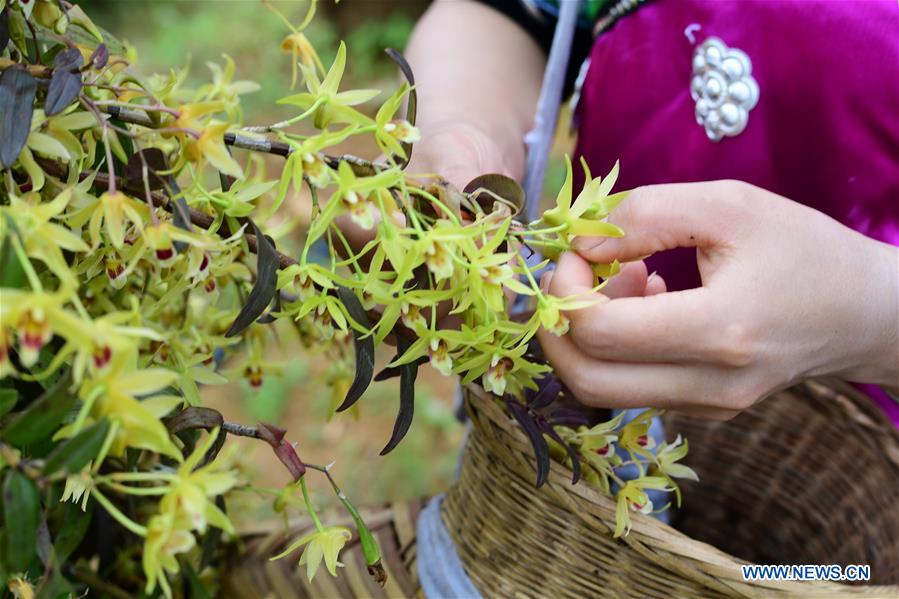 Dendrobium nobile cultivation creates job opportunities in Jinping County, SW China