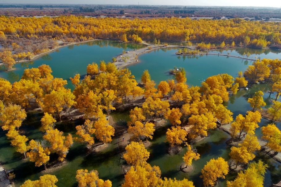 “One Tree village” in NW China now has trees everywhere