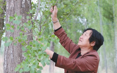 “One Tree village” in NW China now has trees everywhere