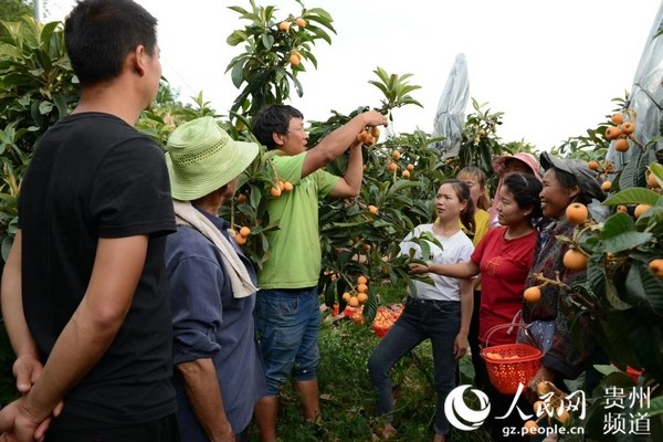 Migrant worker develops fruit planting business, helps fellow villagers increase income