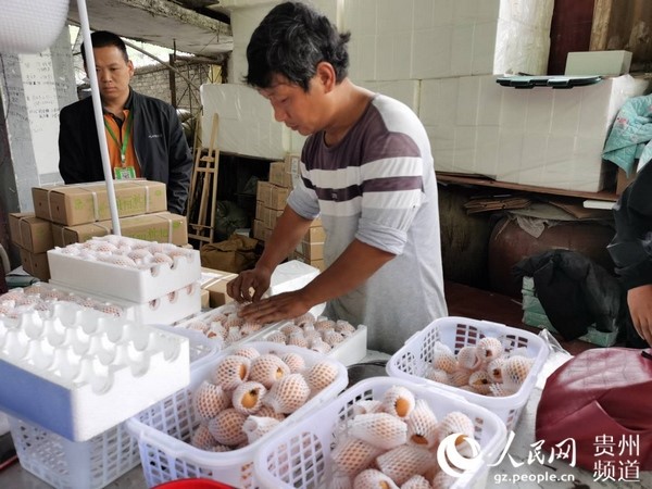 Migrant worker develops fruit planting business, helps fellow villagers increase income